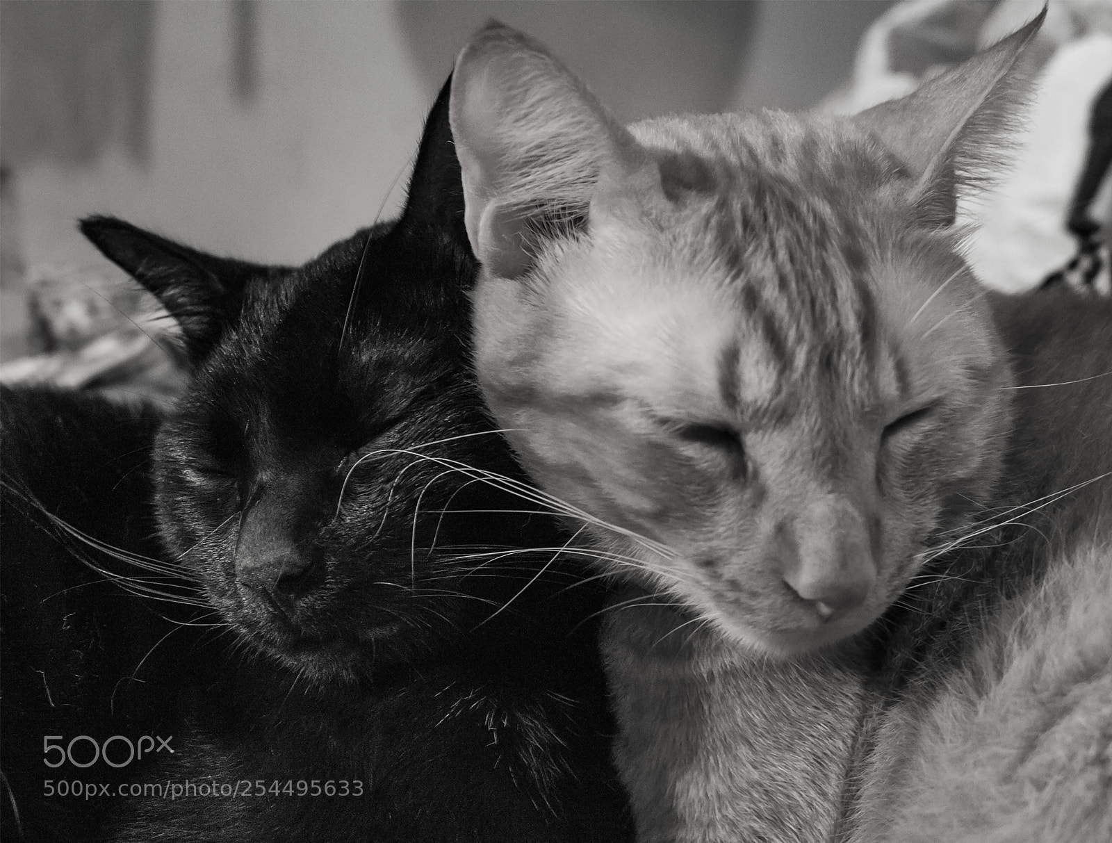 Canon EOS 700D (EOS Rebel T5i / EOS Kiss X7i) sample photo. Amor de gato photography