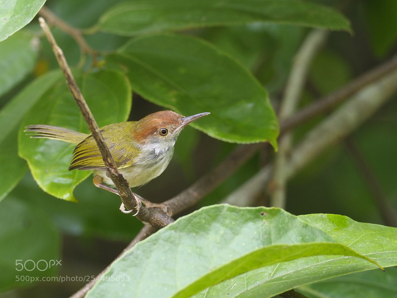 Olympus OM-D E-M1 Mark II sample photo. Dark-necked tailorbird photography