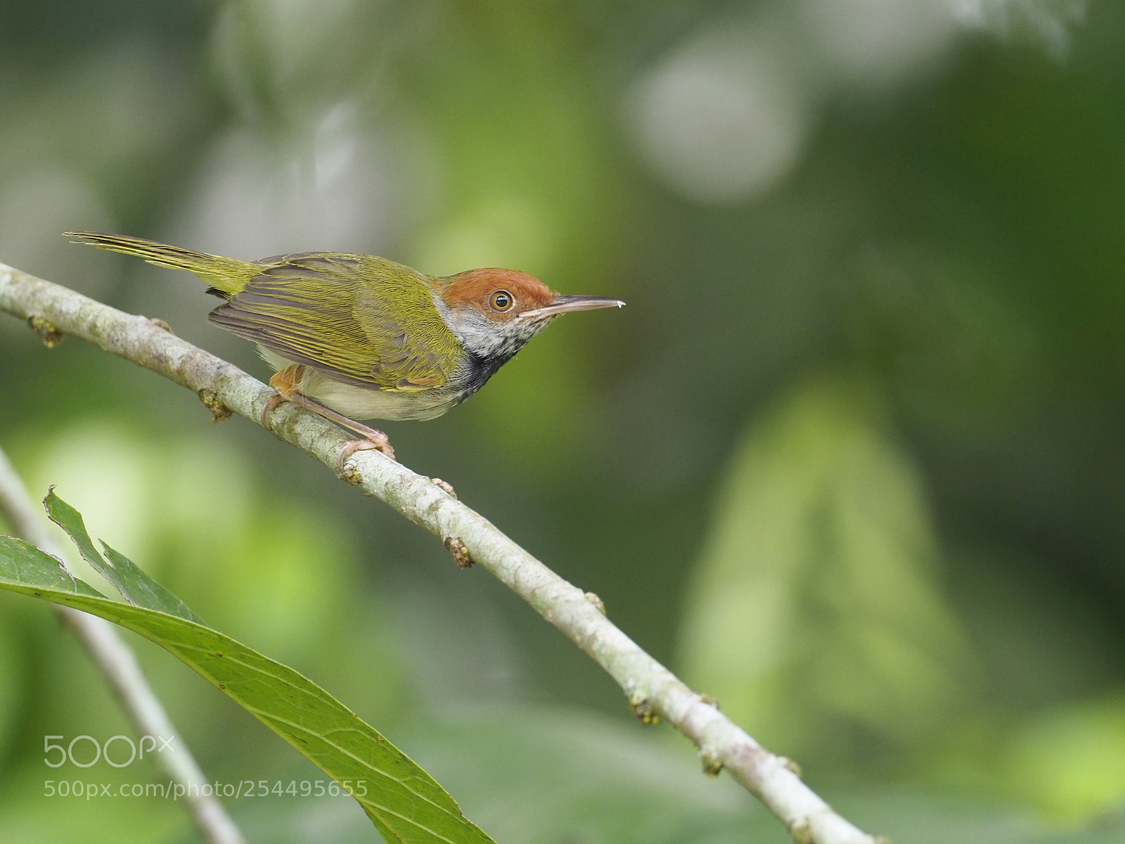 Olympus OM-D E-M1 Mark II sample photo. Dark-necked tailorbird photography