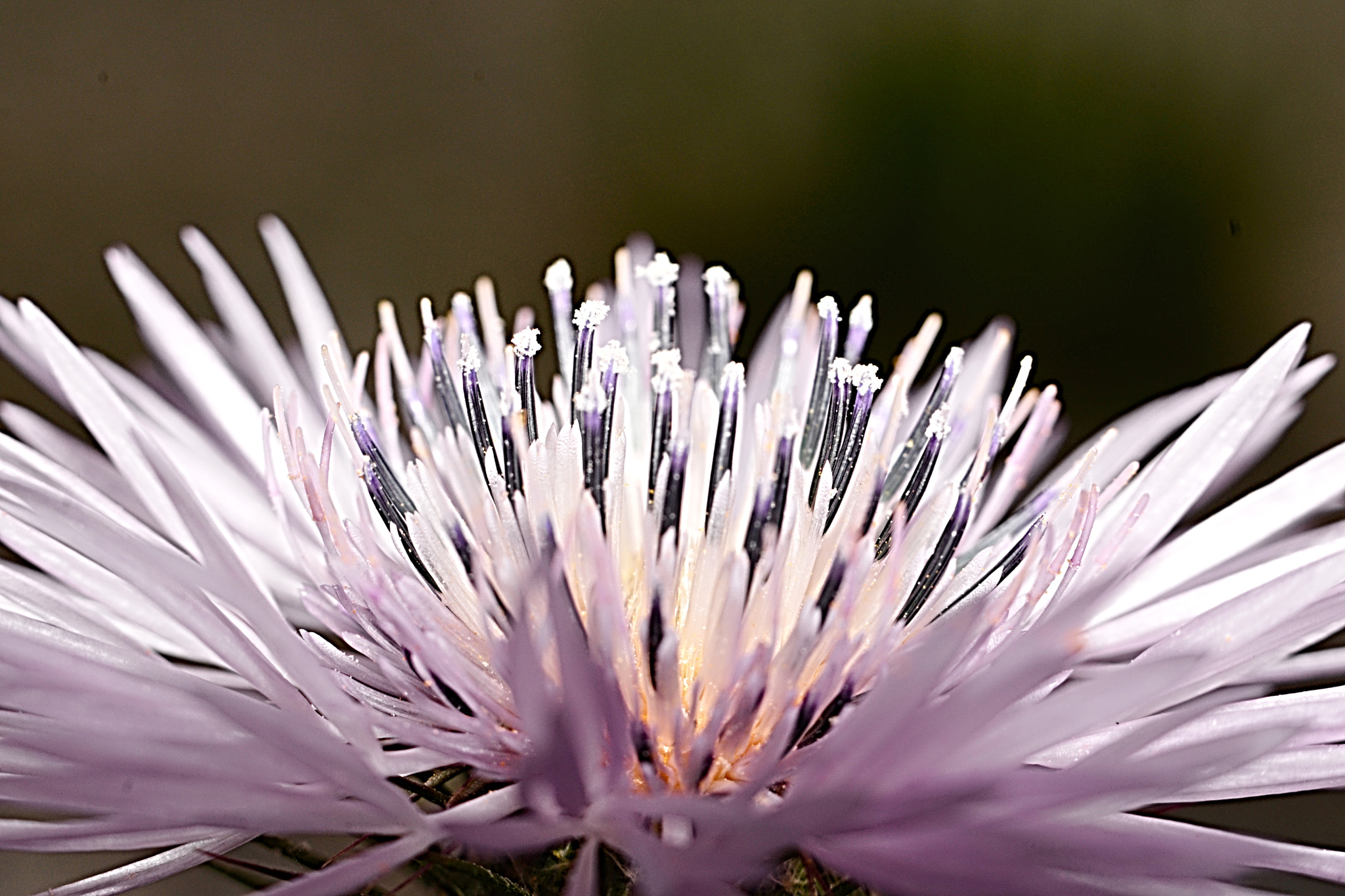 Nikon D610 sample photo. Vida photography