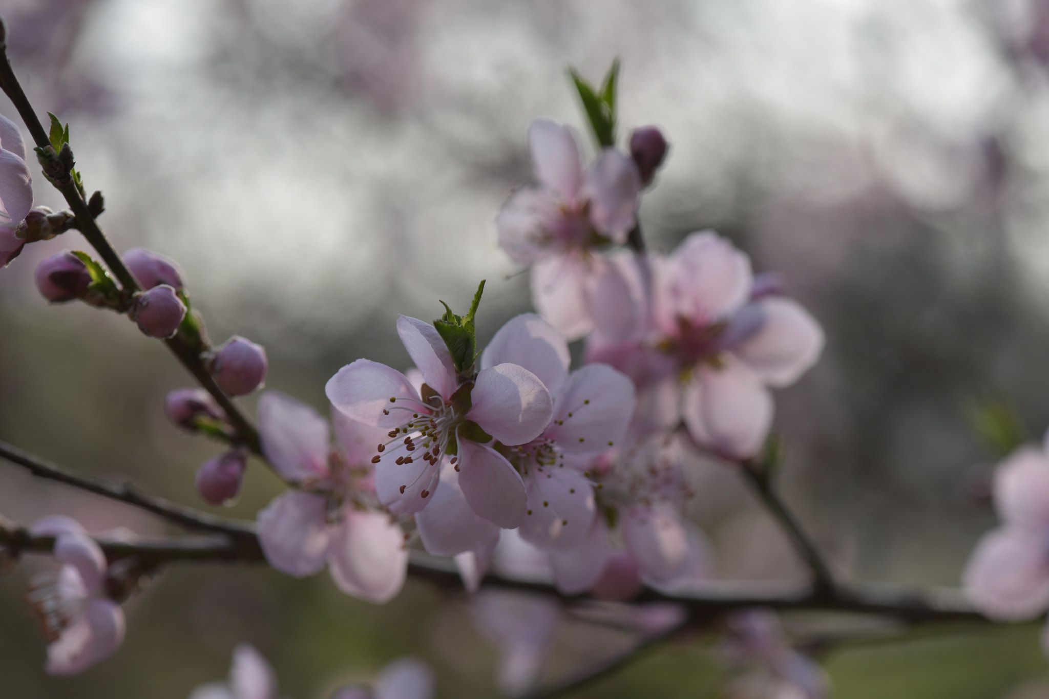 Nikon AF-S Micro-Nikkor 105mm F2.8G IF-ED VR sample photo