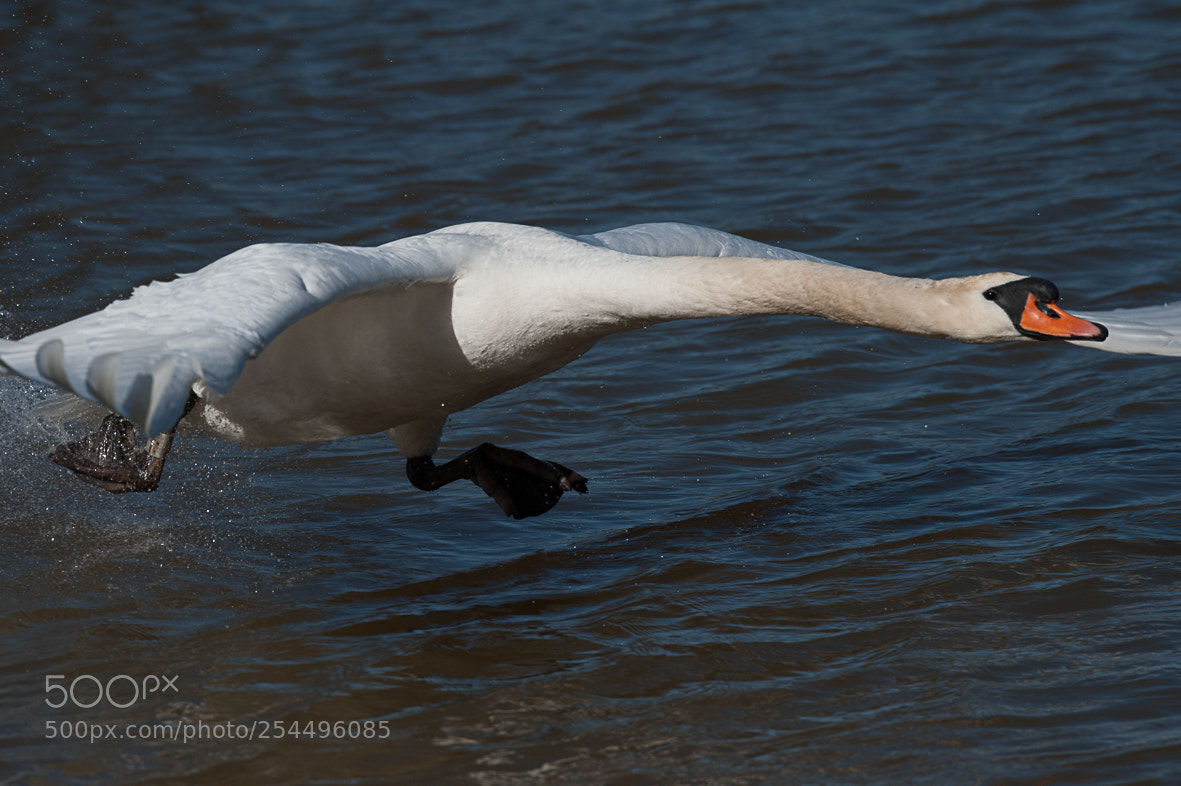 Nikon D700 sample photo. Walking on water photography