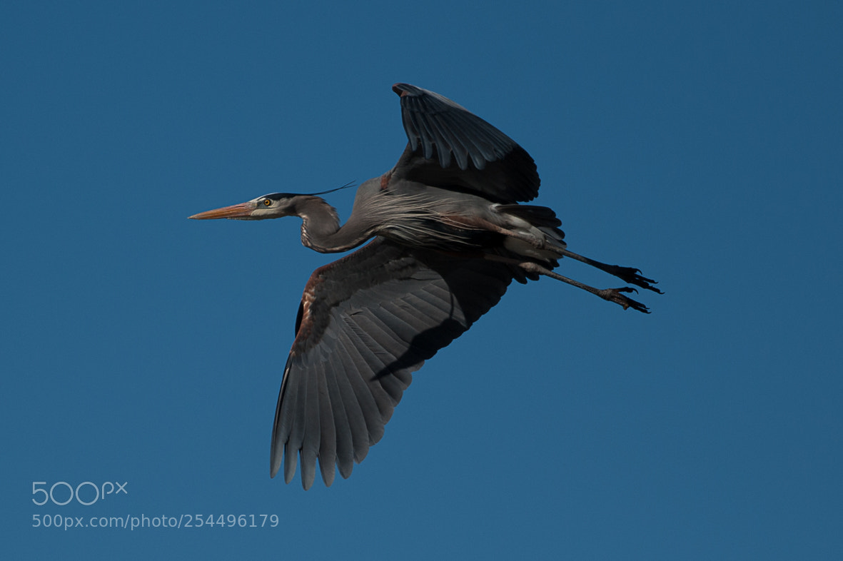 Nikon D700 sample photo. Great blue heron photography
