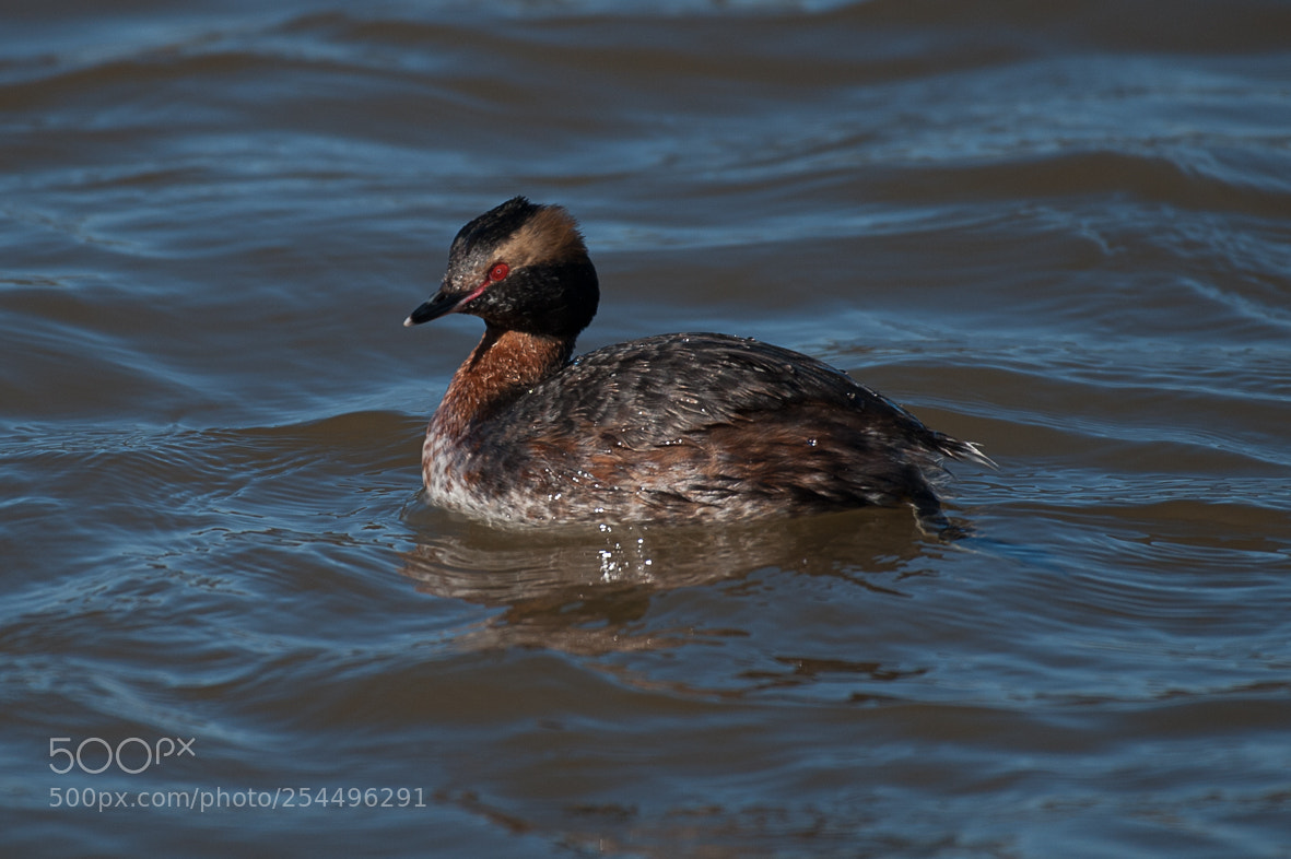 Nikon D700 sample photo. Horned grebe photography