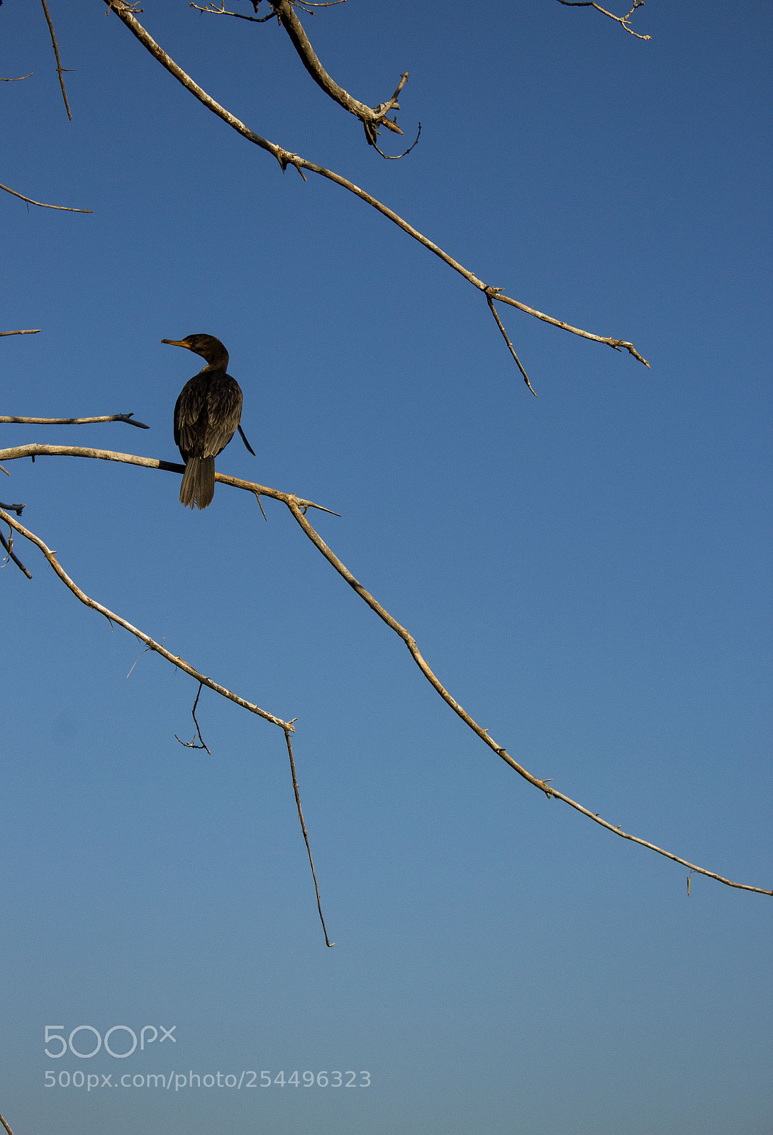 Canon EOS 1200D (EOS Rebel T5 / EOS Kiss X70 / EOS Hi) sample photo. Bird photography