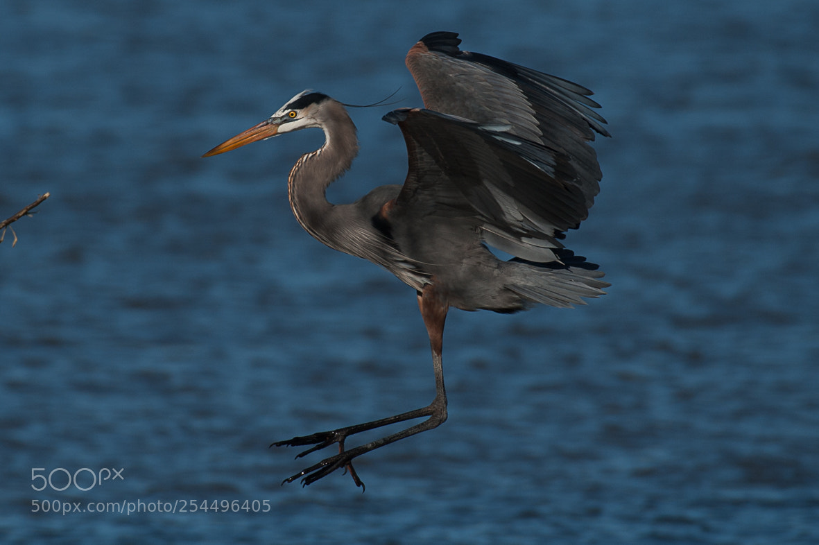 Nikon D700 sample photo. Great blue heron photography