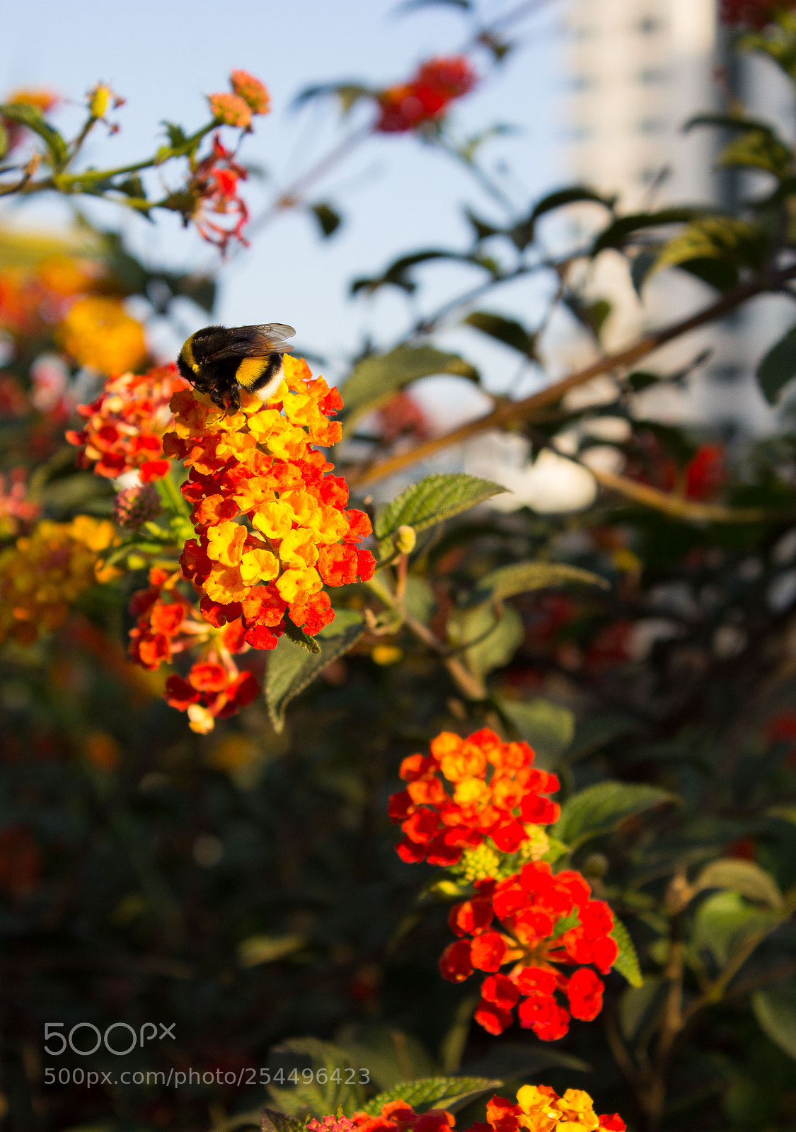 Canon EOS 1200D (EOS Rebel T5 / EOS Kiss X70 / EOS Hi) sample photo. Bee photography