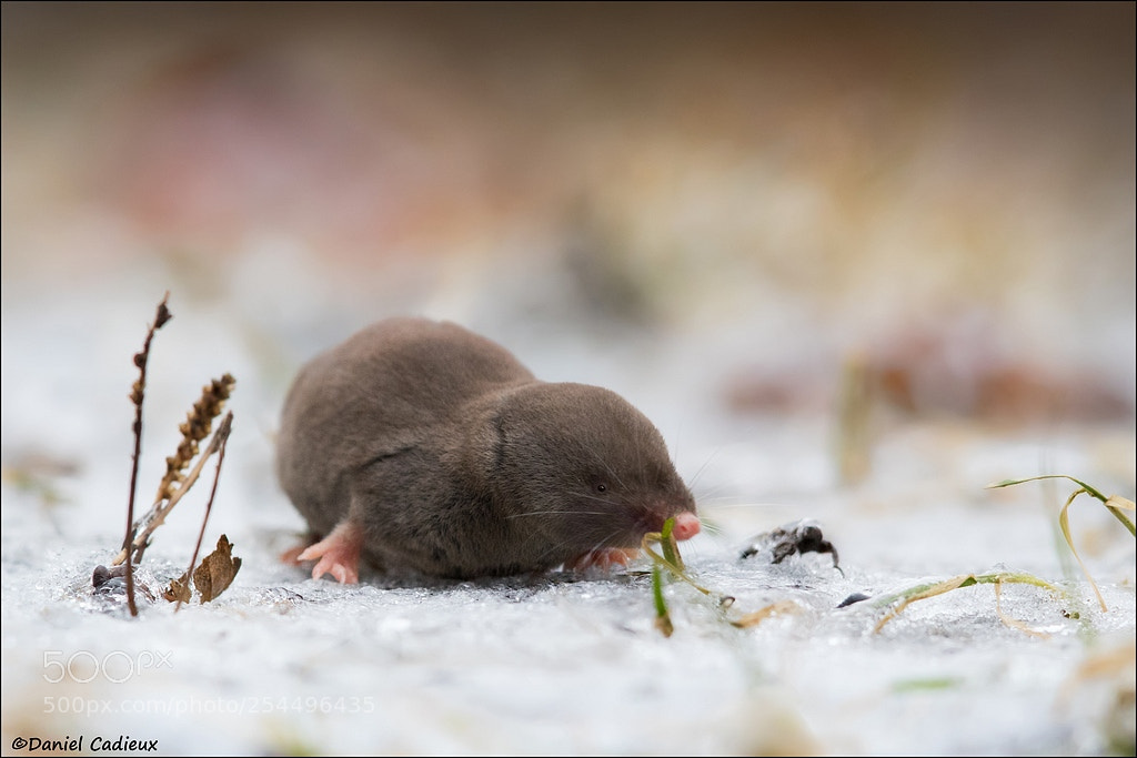 Canon EOS 7D Mark II sample photo. Northern short-tailed shrew photography
