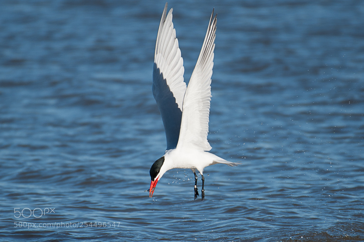 Nikon D700 sample photo. Caspian tern photography
