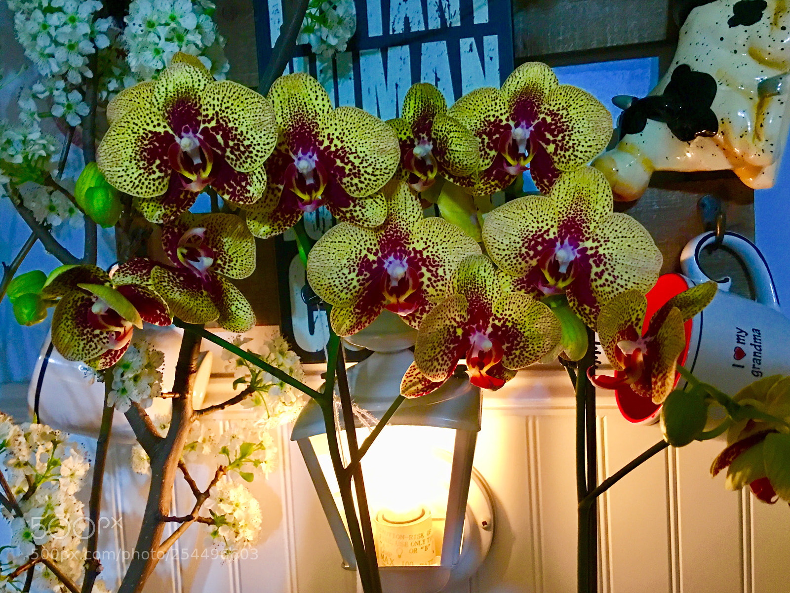 Apple iPhone 6s Plus sample photo. Orchid phalaenopsis photography