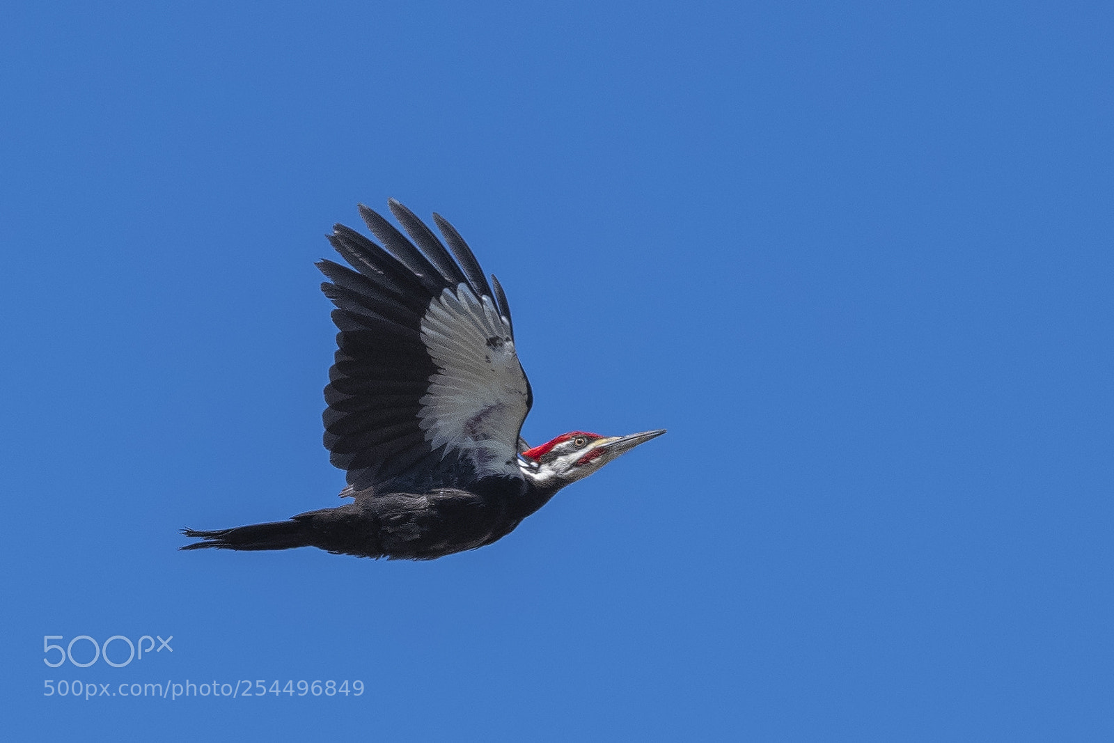 Nikon D850 sample photo. Woodpecker photography