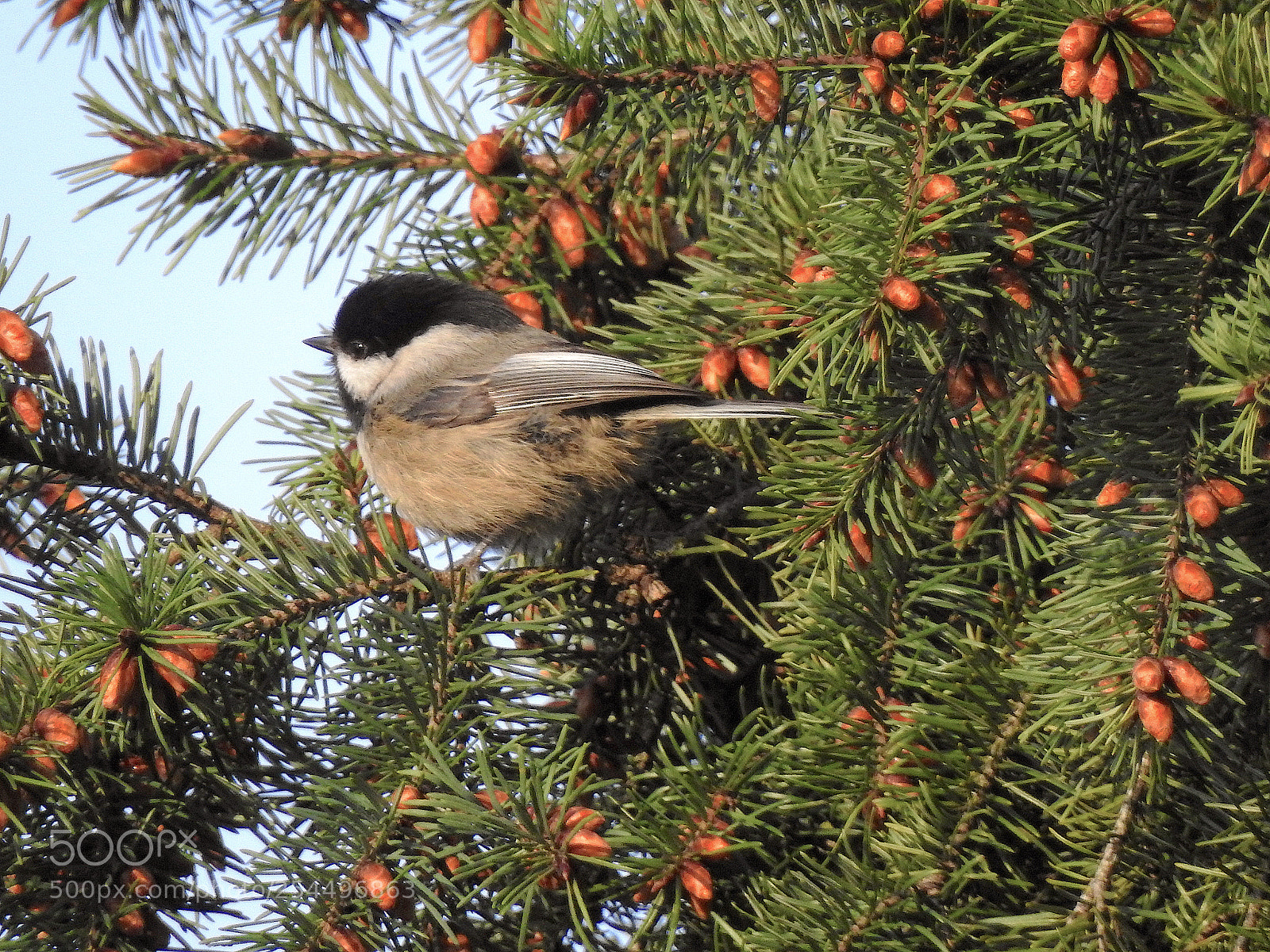 Nikon Coolpix P900 sample photo. Chickadee photography