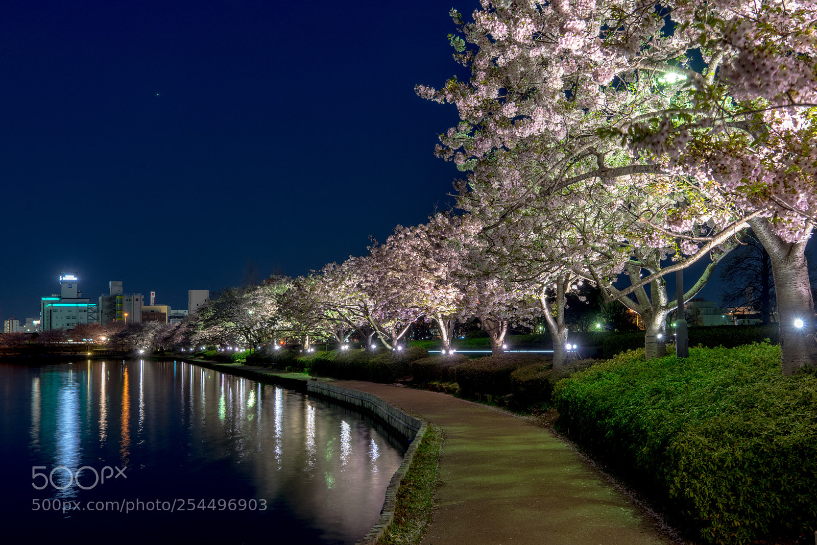 Sony a7R sample photo. Senba blossoms photography