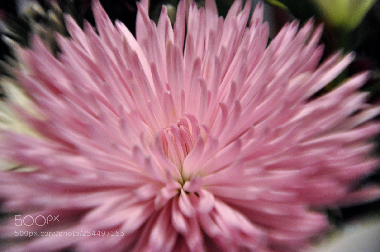 Nikon D90 sample photo. Pretty in pink photography