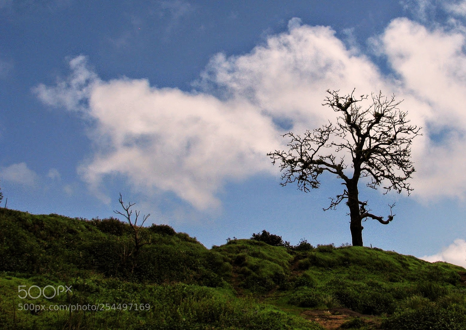 Canon POWERSHOT S5 IS sample photo. Tree on cliff photography
