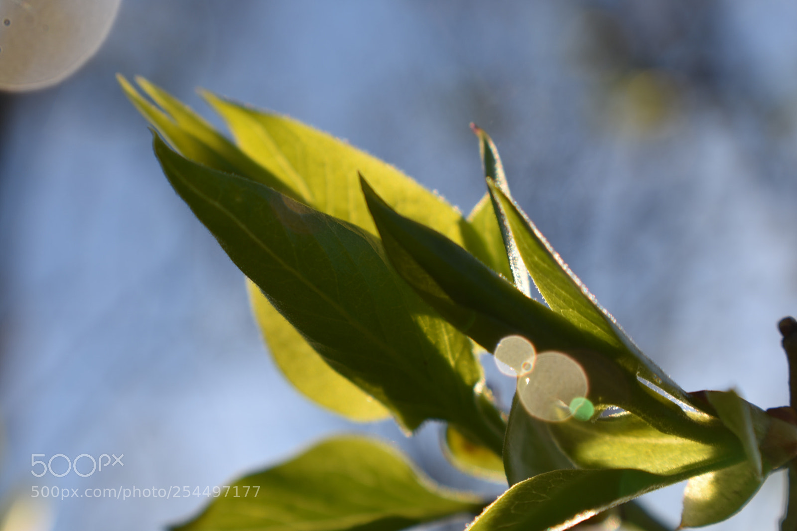 Nikon D3400 sample photo. Budding photography