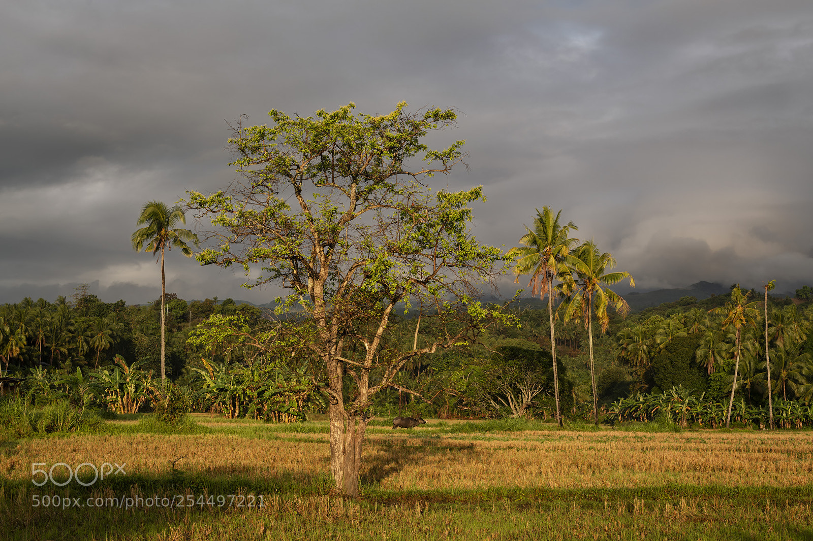 Nikon D850 sample photo. Philippine morning photography