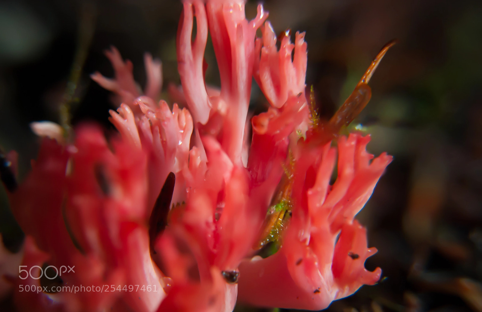 Nikon D40X sample photo. Red coral mushroom photography