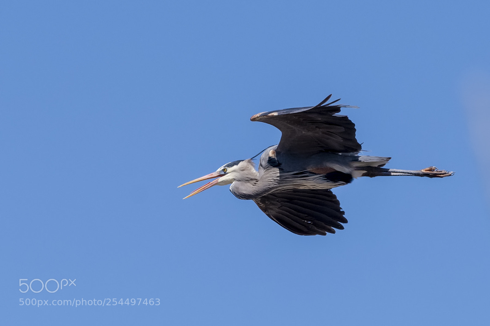 Nikon D850 sample photo. Great blue photography