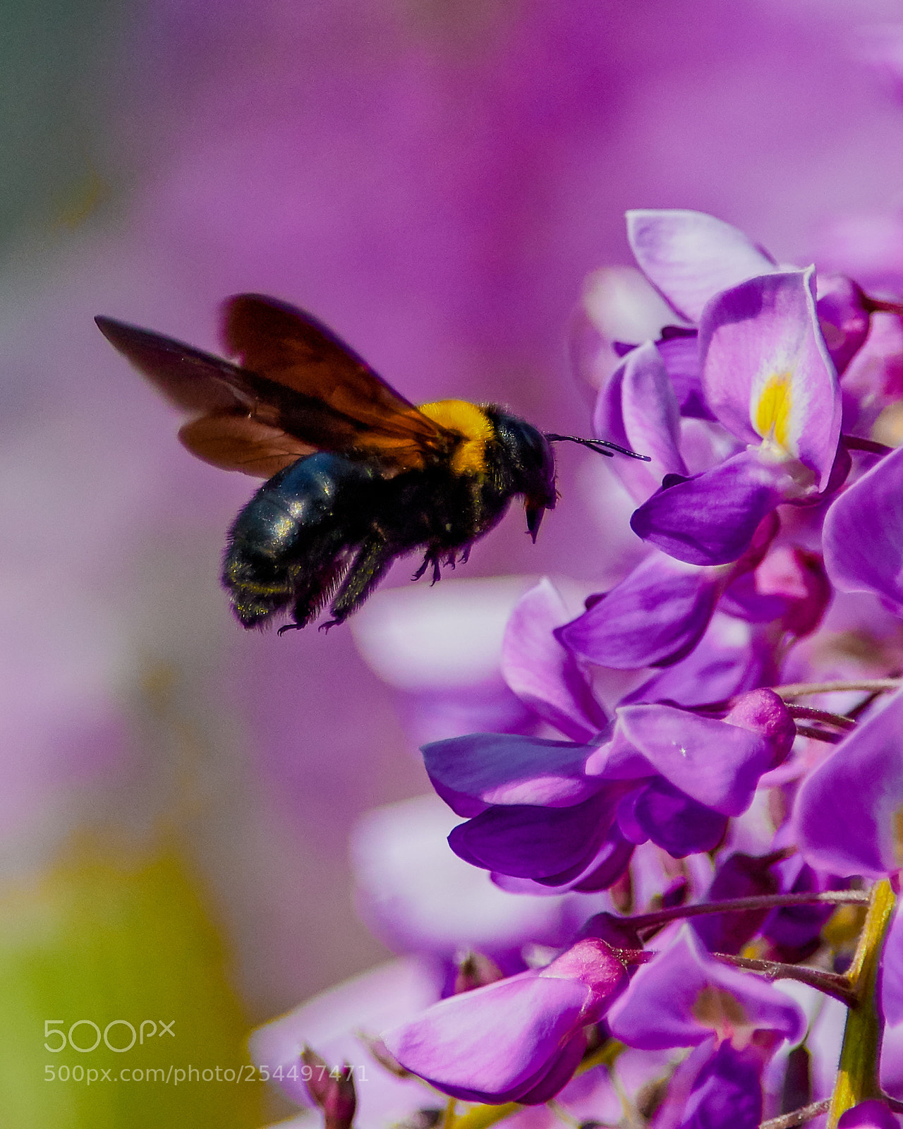 Nikon D500 sample photo. Wisteria and carpenter bee photography