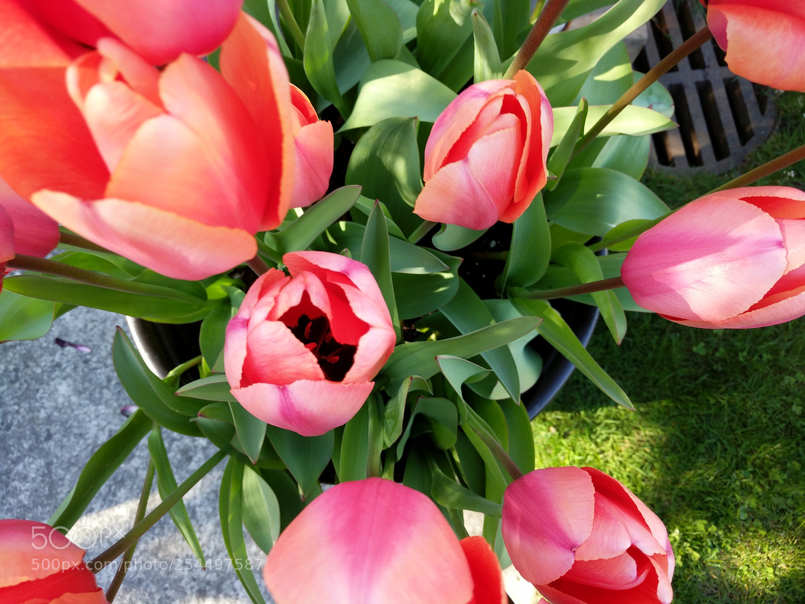 Google Pixel XL sample photo. Tulips in spring photography
