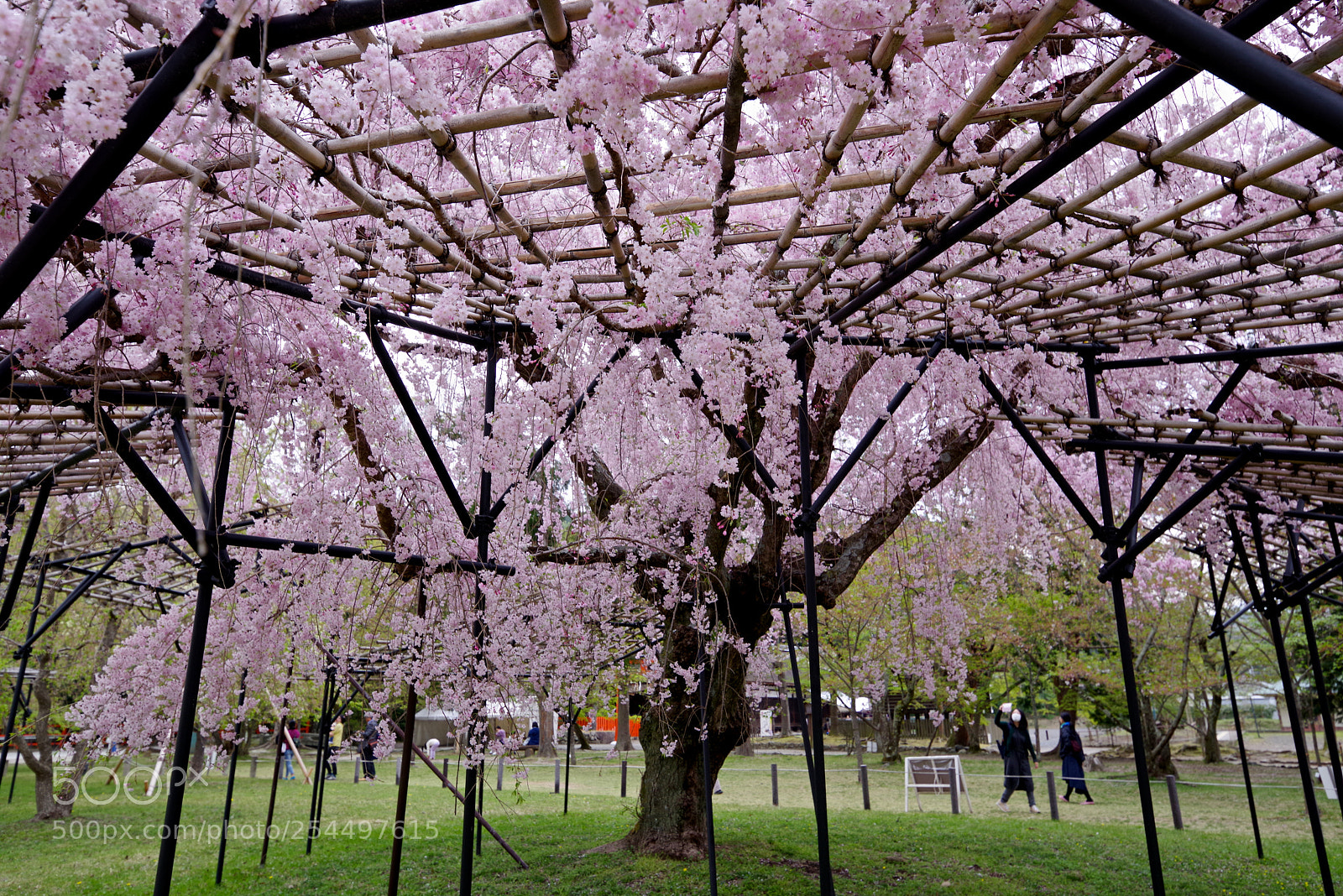 Pentax K-1 sample photo. Weeping cherry tree photography