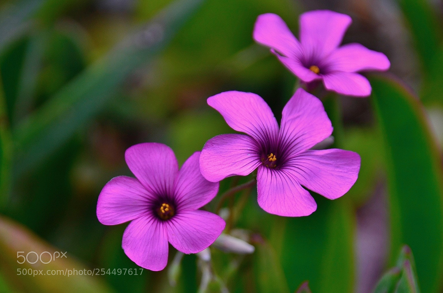 Nikon D7000 sample photo. Purple love photography
