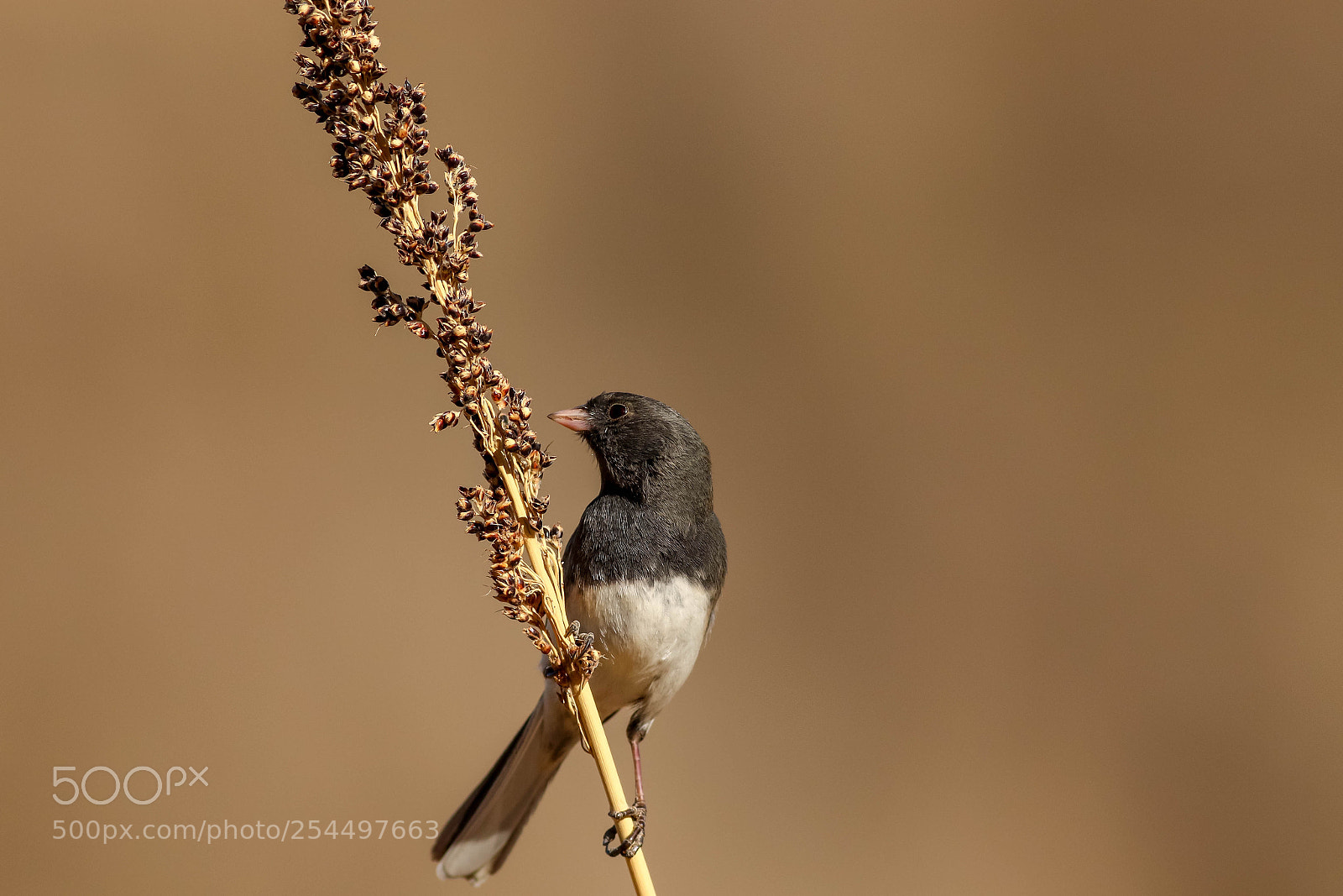 Canon EOS 7D Mark II sample photo. Black eyed junco photography