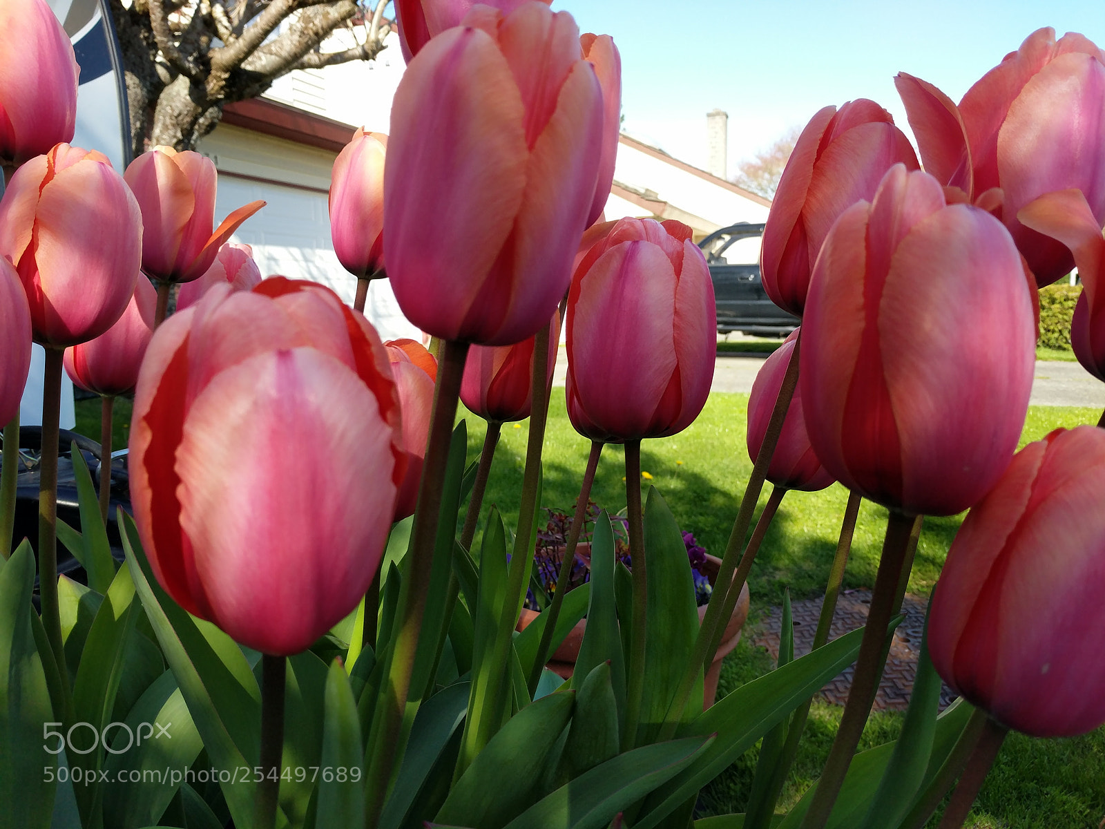 Google Pixel XL sample photo. Another tulip shot photography