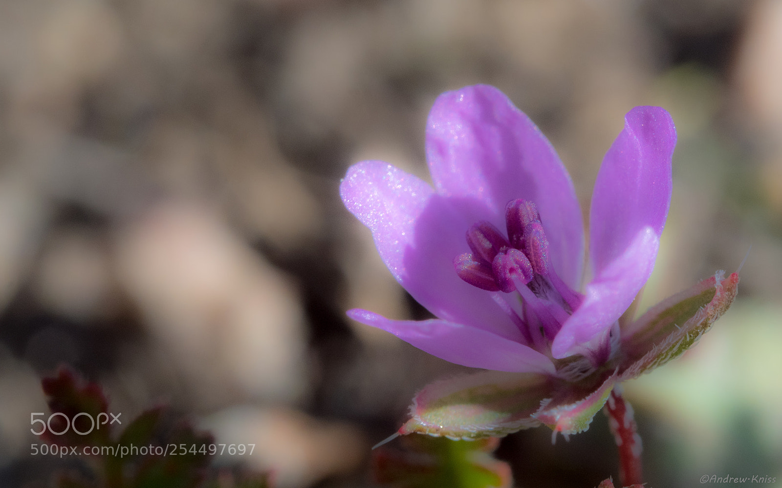 Olympus OM-D E-M5 II sample photo. Redstem filaree photography