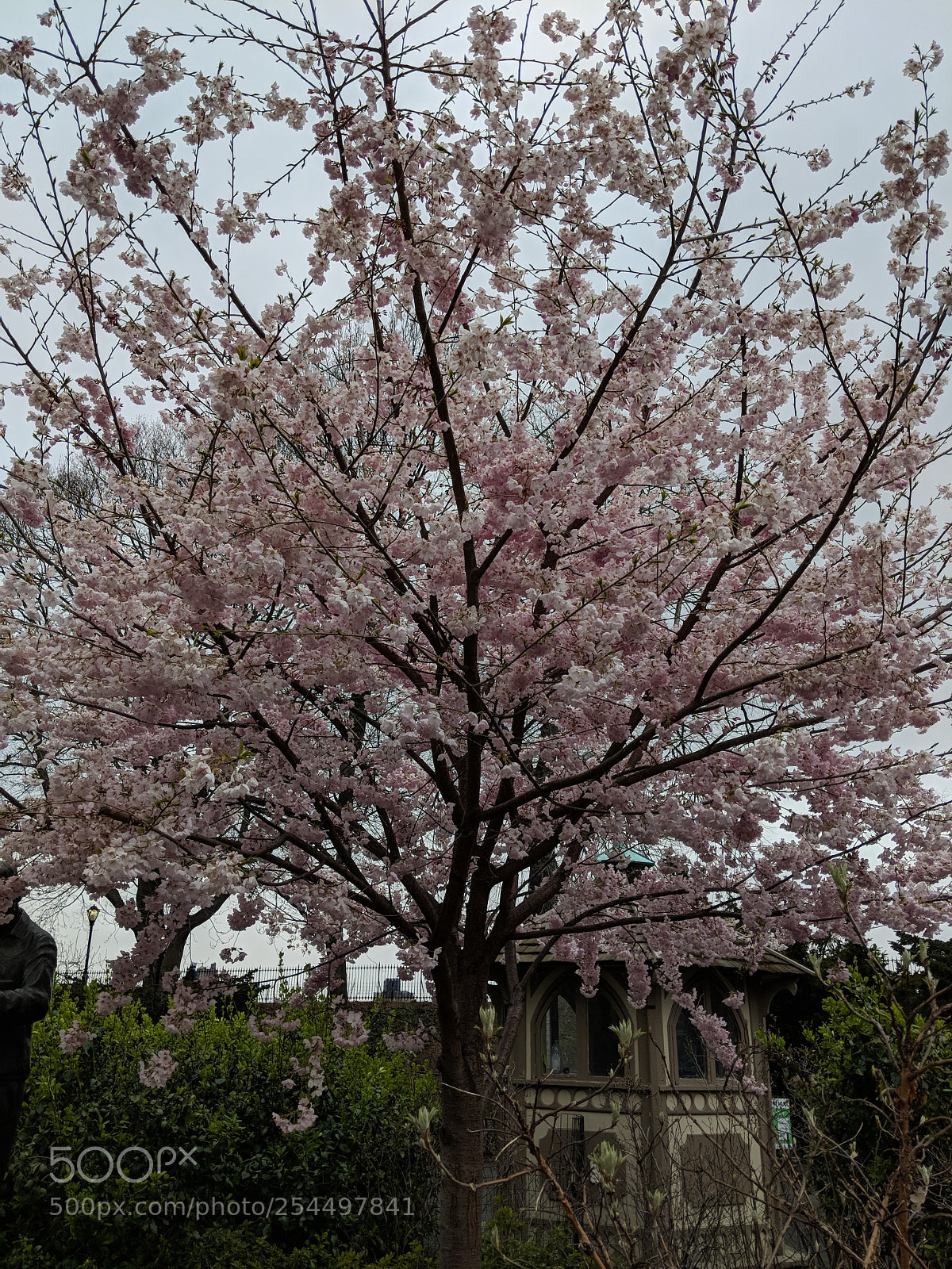 Google Pixel 2 sample photo. New york ? blooming. photography