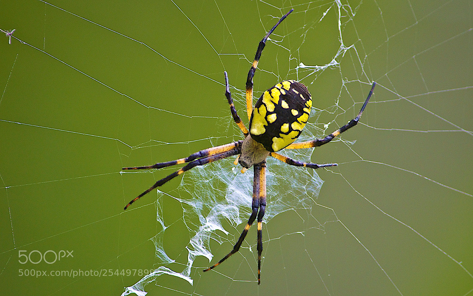 Nikon D5100 sample photo. Garden guest photography