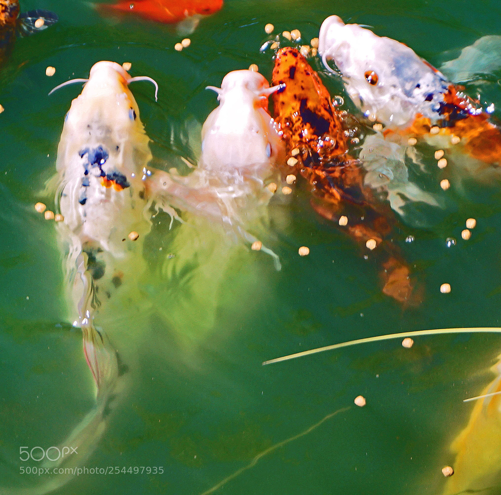Sony a6000 sample photo. Koi pond lunchtime photography
