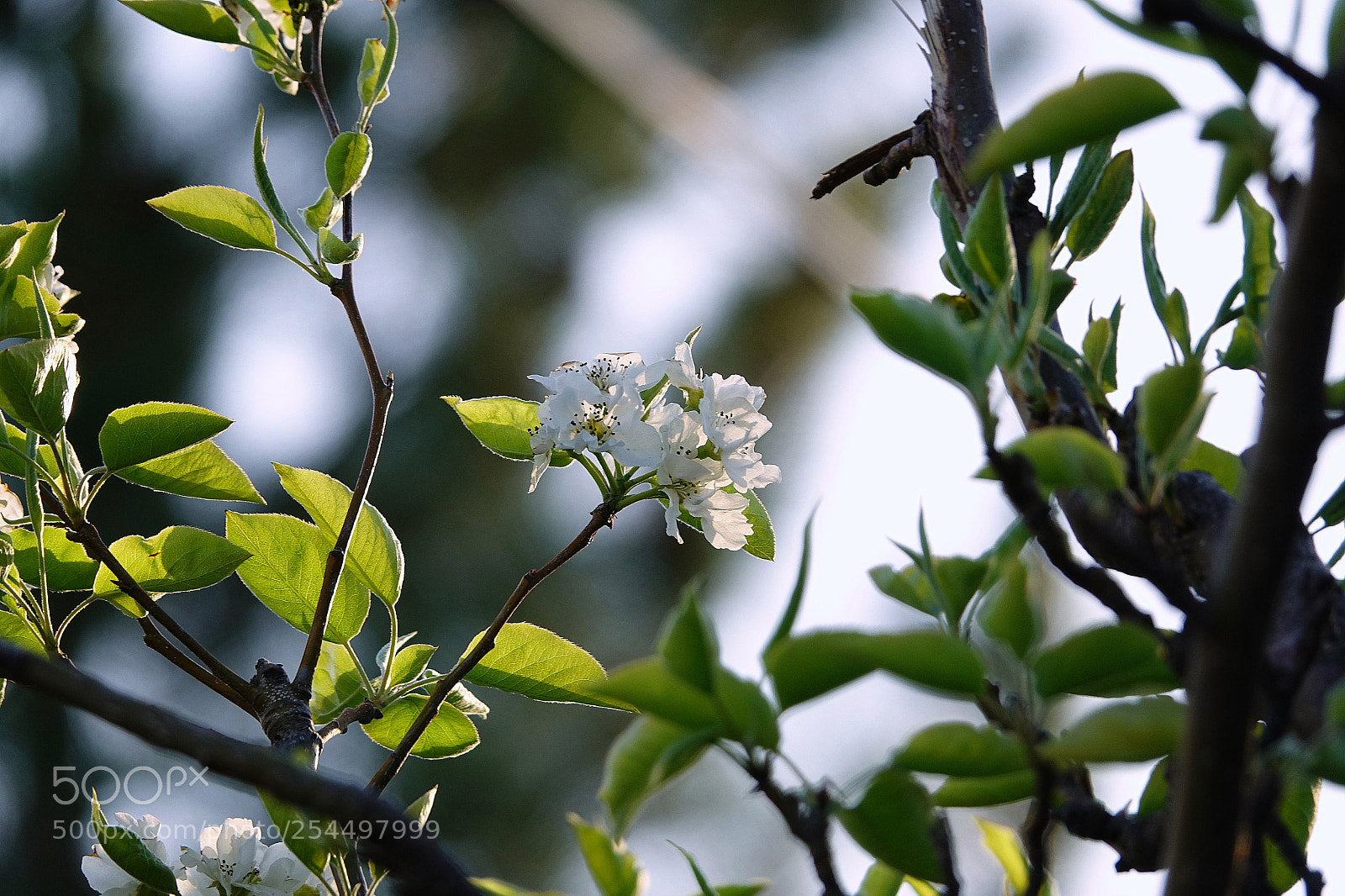 Sony Cyber-shot DSC-RX10 III sample photo. >>> photography