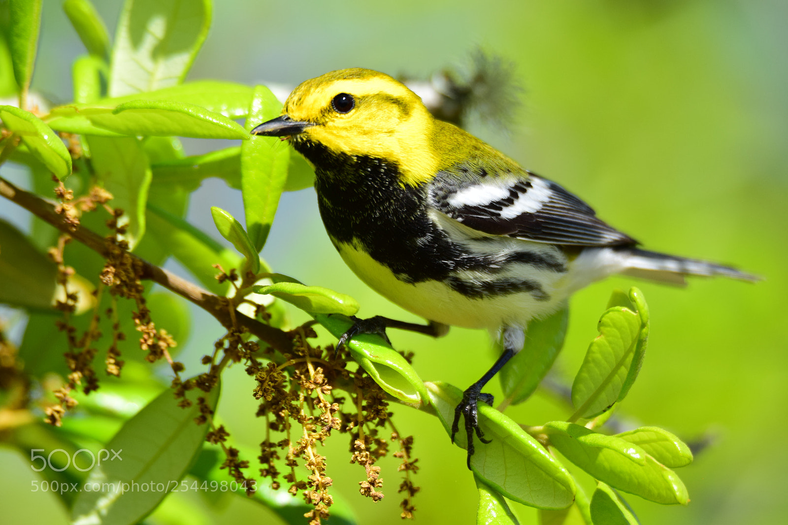 Nikon D5300 sample photo. Black-throated green warbler photography