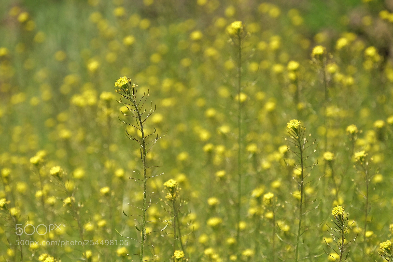 Fujifilm X-T1 sample photo. A full of spring! photography