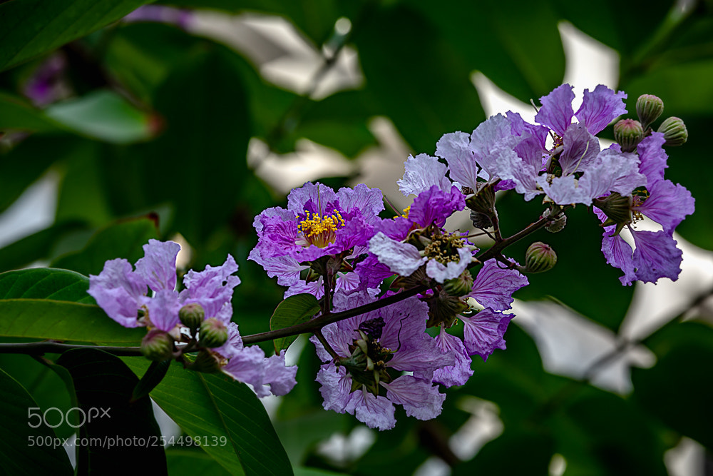Canon EOS 5D Mark IV sample photo. Flowers photography