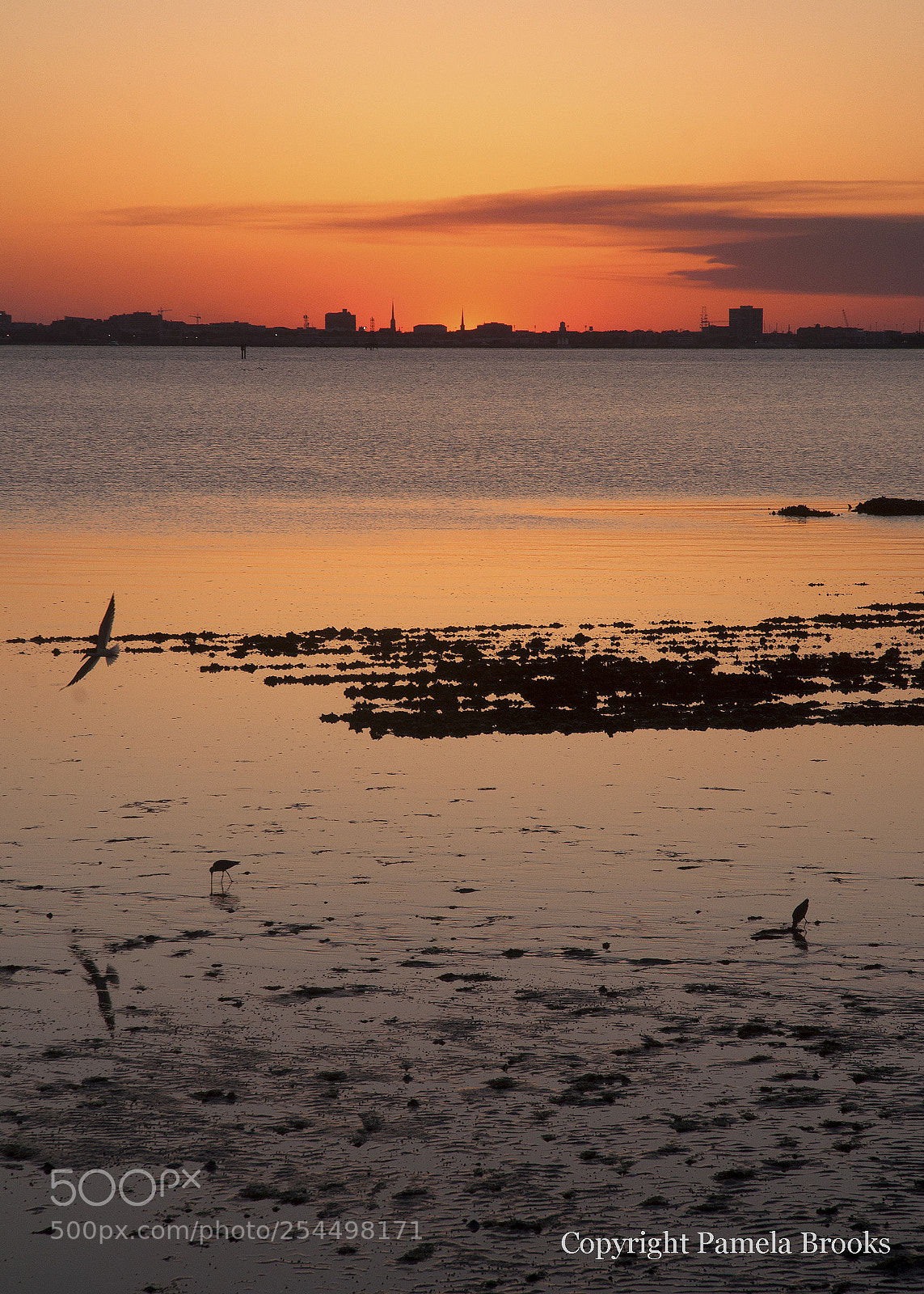 Nikon D90 sample photo. Birds at sunset photography