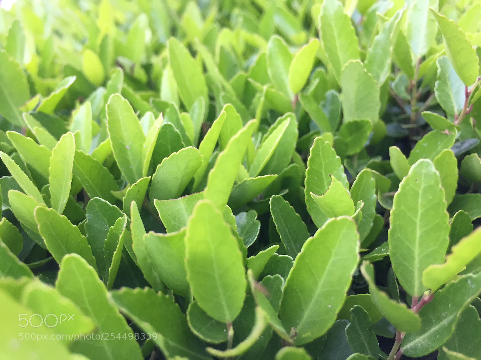 Apple iPhone 6 sample photo. Untitled photography