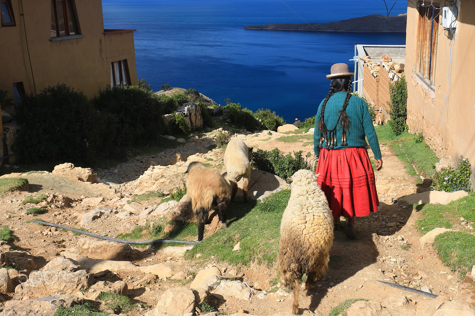 Canon EF 16-35mm F4L IS USM sample photo. Shepherding on the island photography