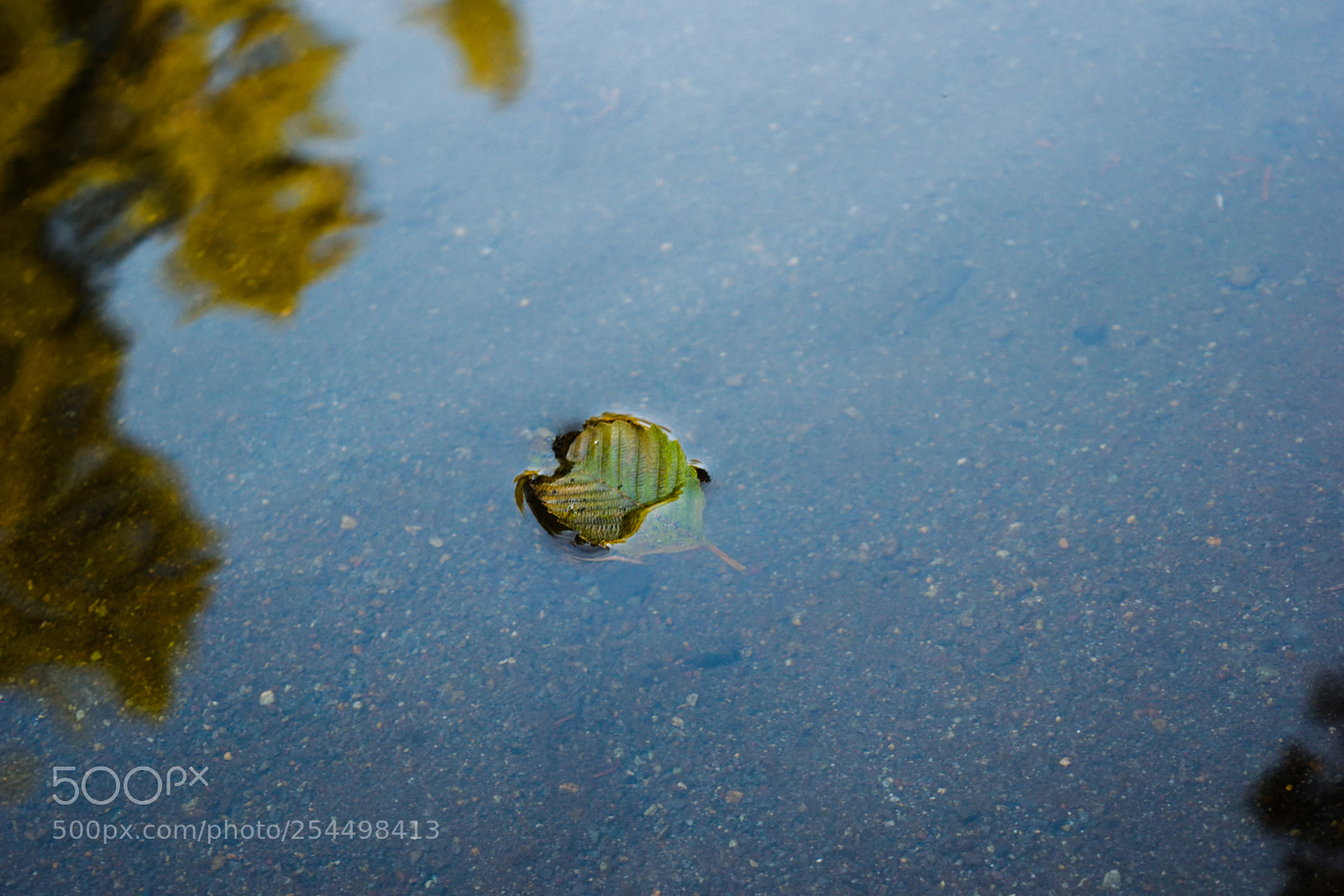 Nikon D3300 sample photo. Floating leaf photography