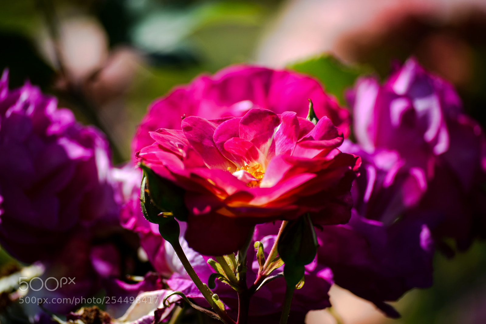 Nikon D3300 sample photo. Flower among flowers photography