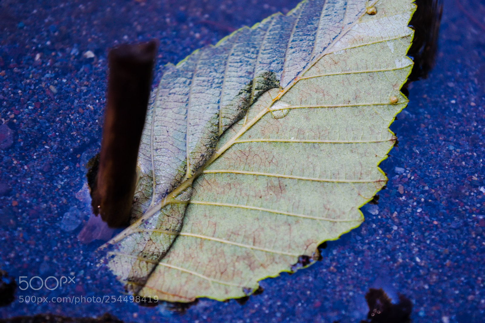 Nikon D3300 sample photo. Leaf in smooth water photography