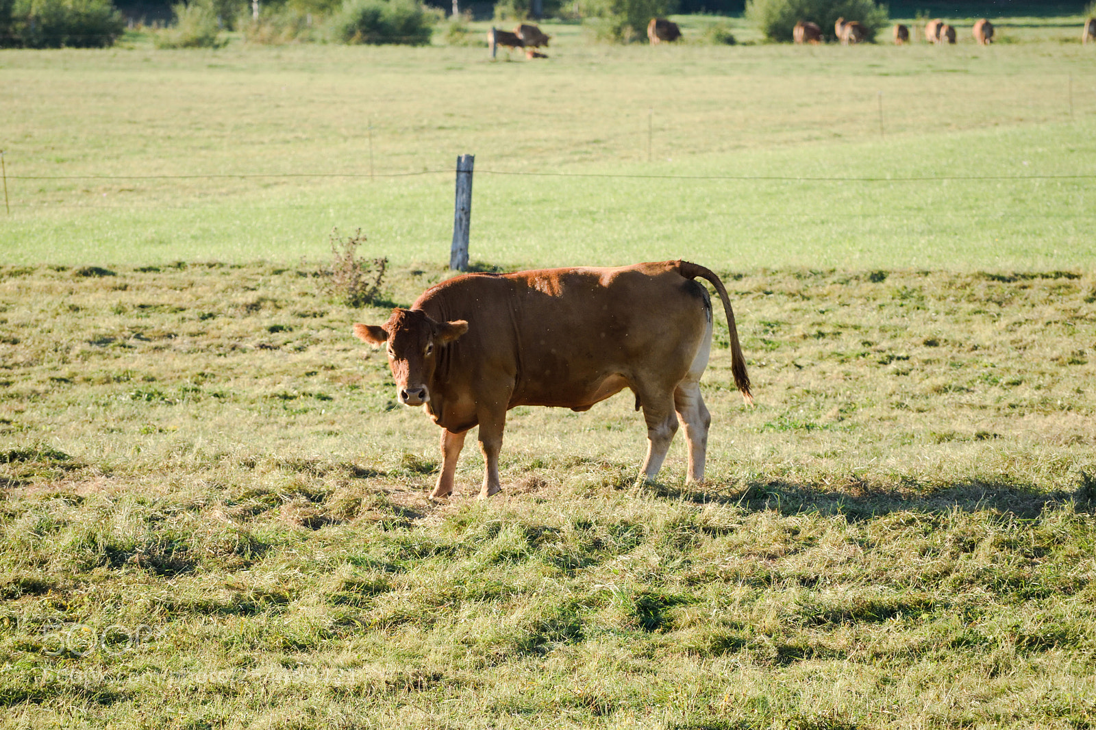 Nikon D3300 sample photo. Cow photography