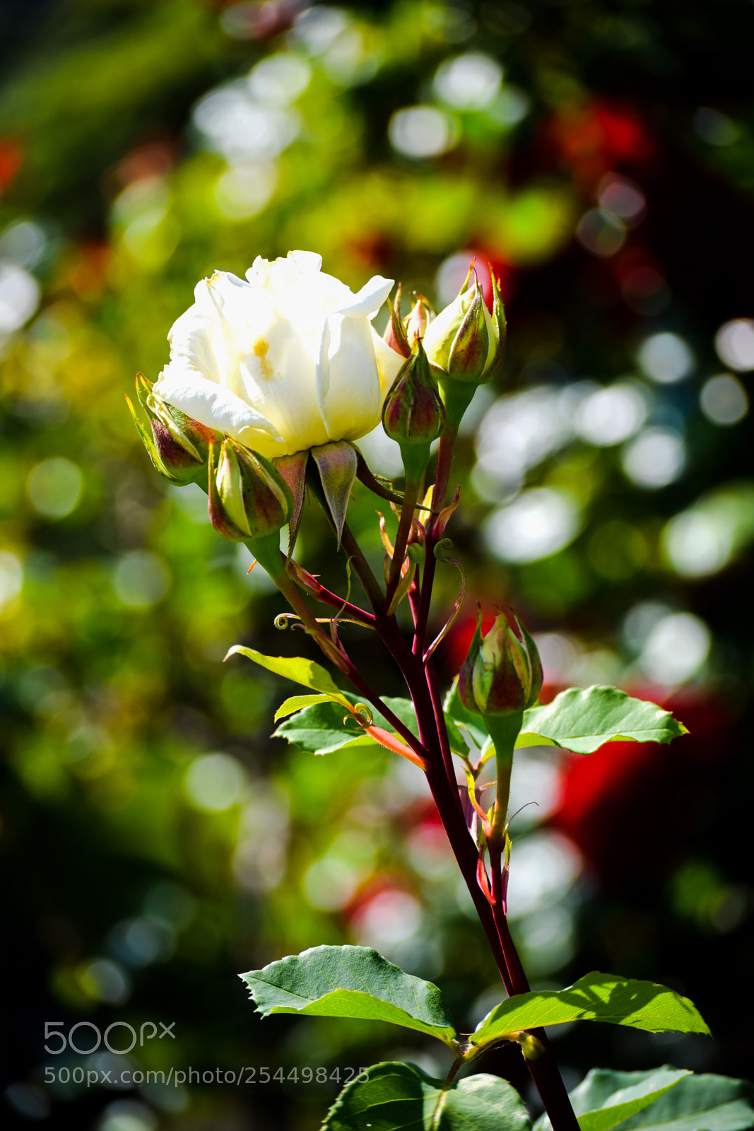 Nikon D3300 sample photo. Flower for you photography