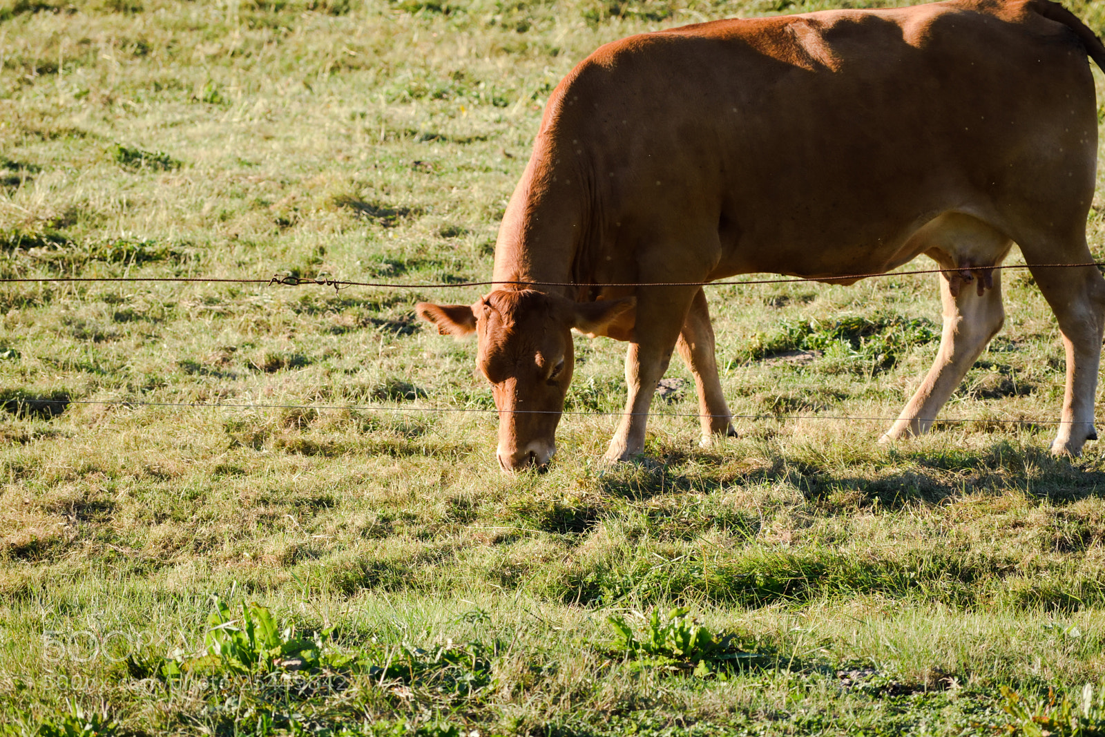 Nikon D3300 sample photo. Cow grazing photography