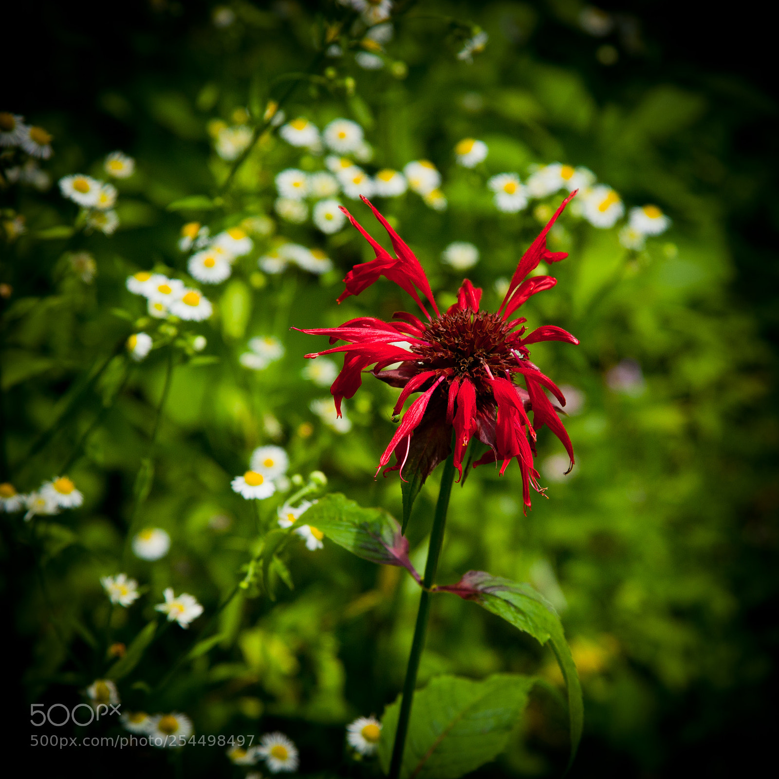Canon EOS 5D Mark II sample photo. Wildflowers photography