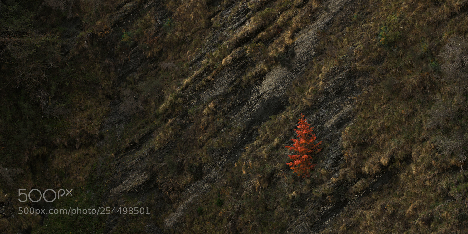 Sony a7R sample photo. Red skippers tree photography