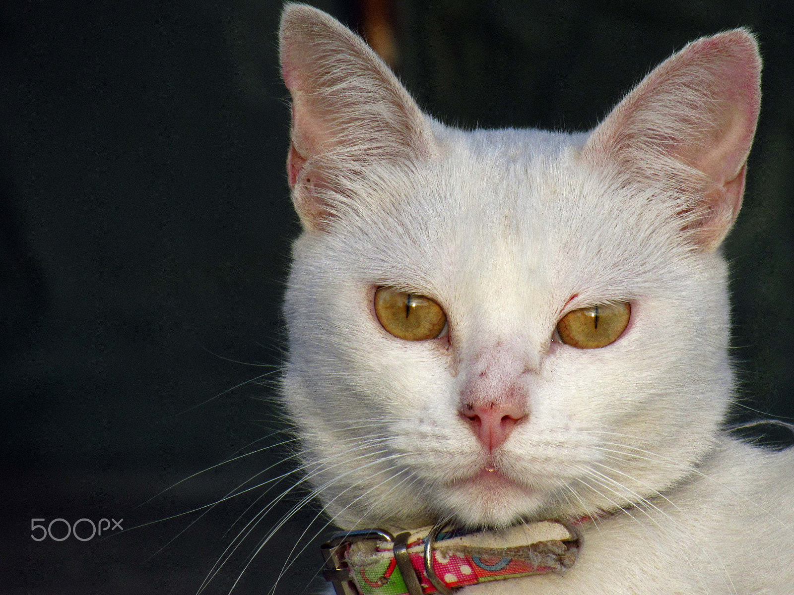 Canon PowerShot SX520 HS sample photo. Blanc photography