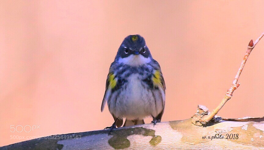 Canon EOS 7D Mark II sample photo. Yellow rumped warbler photography